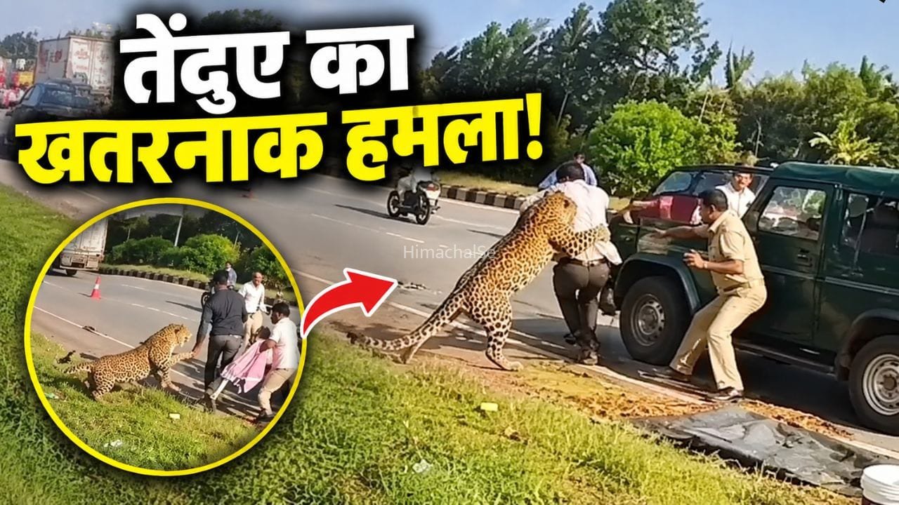 बेहोश समझकर पास​​ गया अफसर, तभी कहर बनकर टूट पड़ा तेंदुआ; देखें रोंगटे खड़े कर देने वाला VIDEO​​