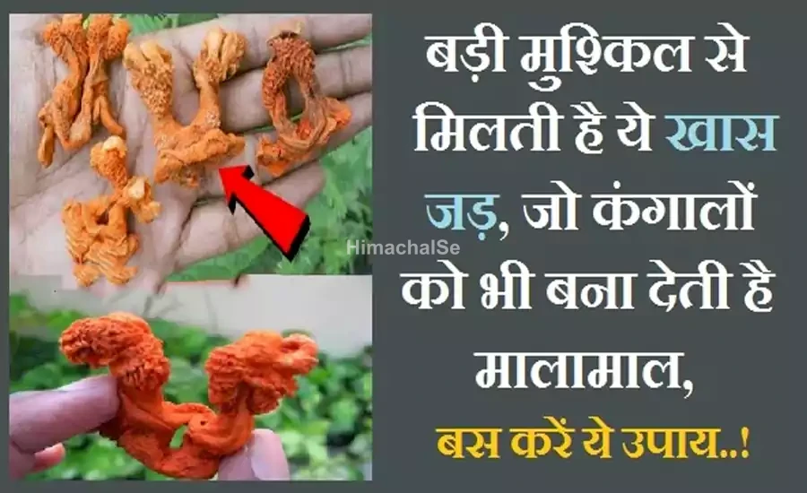 बड़ी मुश्किल से मिलती है ये खास जड़, जो कंगालों को भी मालामाल बना देती है, बस करें ये उपाय..! बड़ी मुश्किल से मिलती है ये खास जड़, जो कंगालों को भी मालामाल बना देती है, बस करें ये उपाय..!