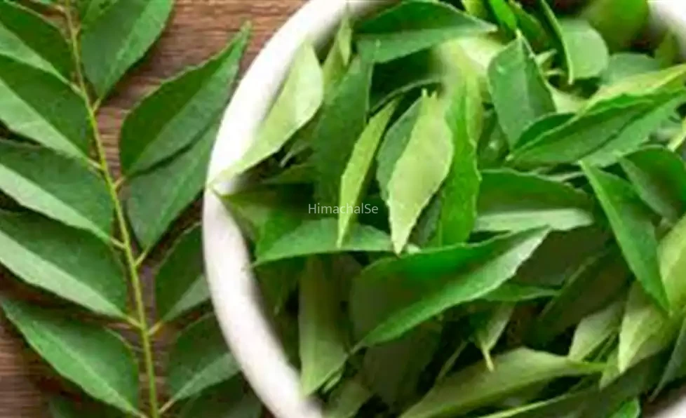 ये साधारण सा​​ दिखने वाला कड़ी पत्ता, 15 खतरनाक बीमारियों को करता है जड़ से खत्म तरीका। जान लीजिए वरना पछताएंगे