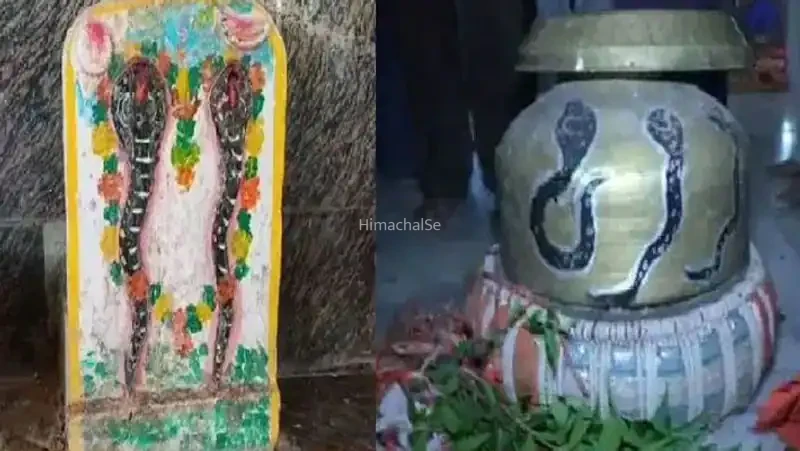 ​​यहां हर साल लगती है सांपों की अदालत, नाग देवता खुद आकर बताते हैं क्यों काटा था​​​