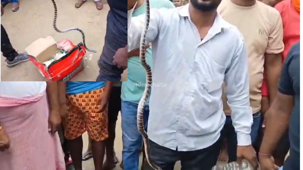 यूपी में जहरीले सांप ने बेड पर सो रहे मां-बेटे को डसा, एक पल में खत्म हो गईं खुशियां
