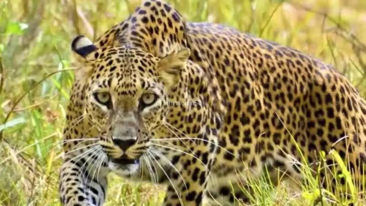 बिजनौर में तेंदुओं का आतंक, महिला को गन्ने के खेत में खींचकर मार डाला; 3 साल में 60 से ज्यादा मौतें