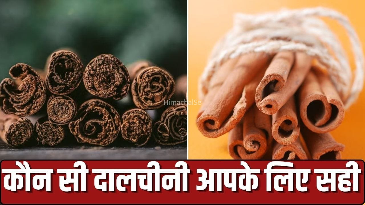 Cassia Cinnamon vs Ceylon Cinnamon: 2 तरह की होती है दालचीनी, जान लें कौन सी खानी चाहिए और कैसे पहचानें​