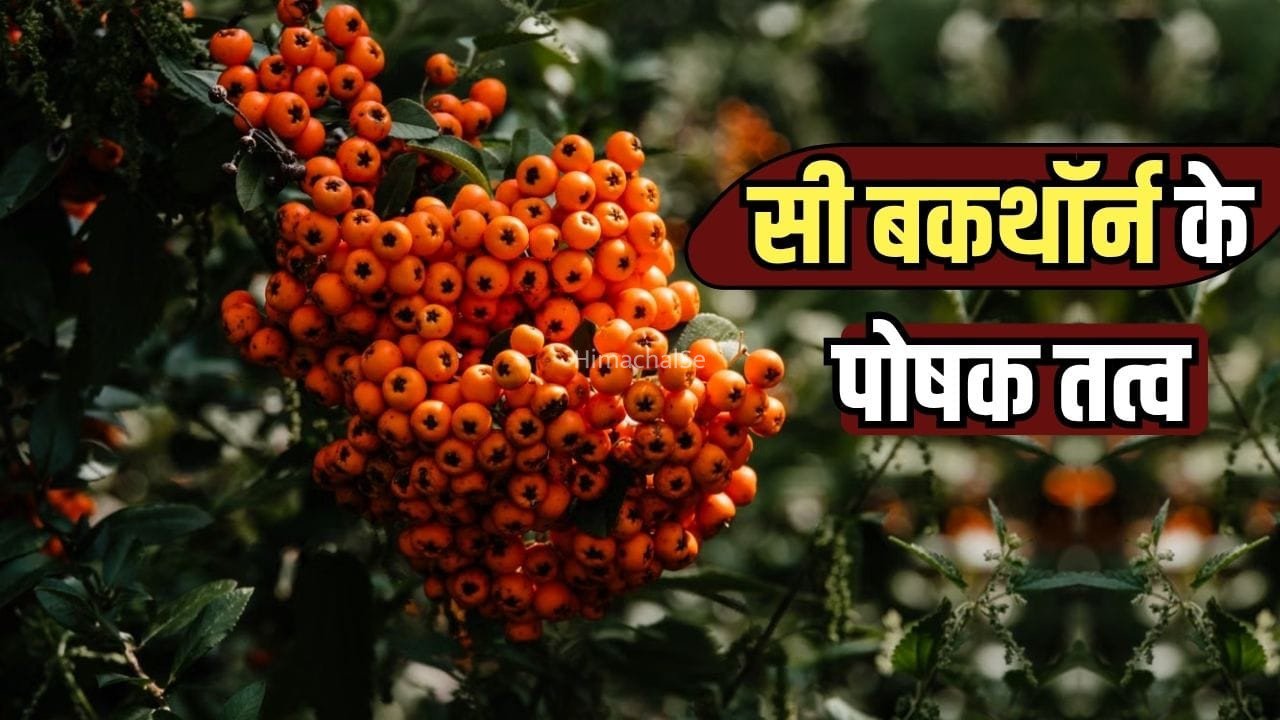 Sea Buckthorn Nutrition: सी बकथॉर्न में कितने होते हैं विटामिन-मिनरल, पीएम मोदी भी करते हैं इसे डाइट में शामिल​