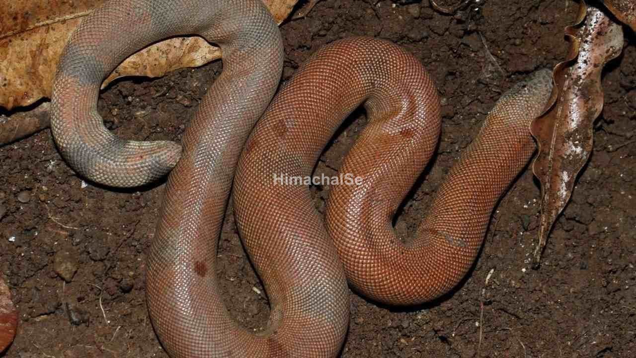 manuli pambu