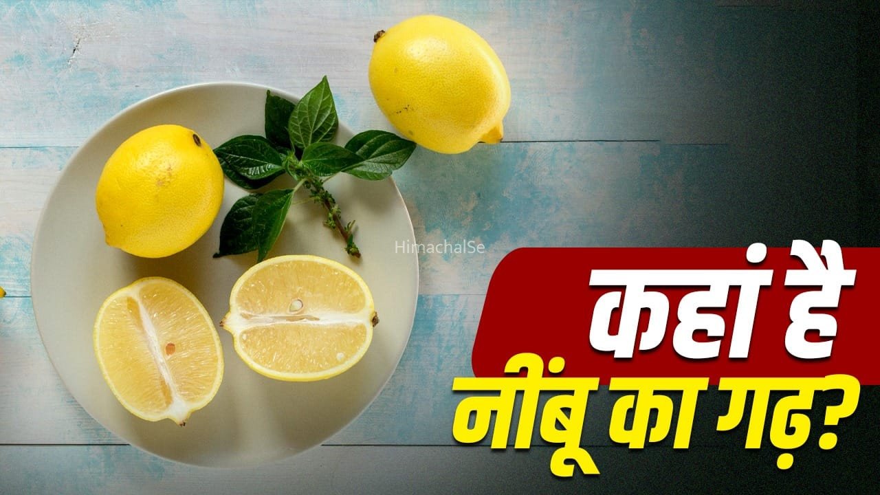 Lemon: भारत, चीन या मेक्सिको, सबसे ज्यादा नींबू कहां पैदा होता है?