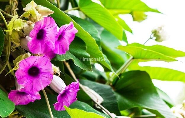 vridhadaru-argyreia-speciosa-benefits-and-side-effects-in-hindi