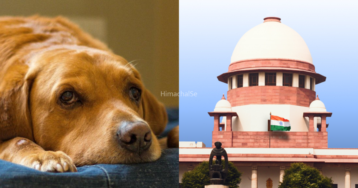 इंसान ही नहीं अब कुत्तों को भी इस जुर्म के लिए होगी उम्रकैद, सरकार ने सुनाया फैसला