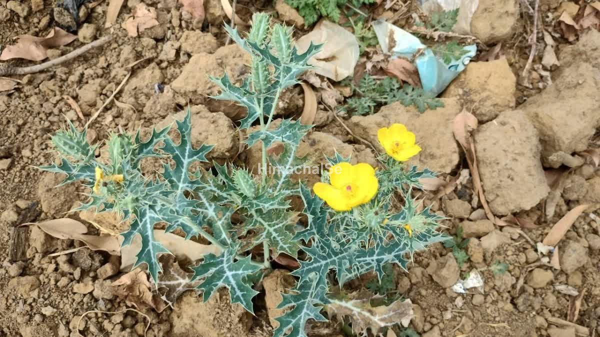 1200-675-21320779-thumbnail-16×9-plant
