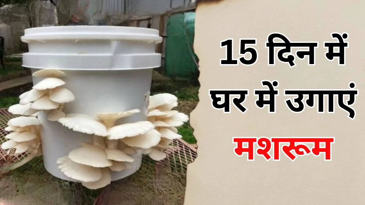 खाने हैं रोज ताजे मशरूम तो 15 द‍िन में इन 2 चीजों से घर में उगा डाल‍िए कुकुरमुत्ता