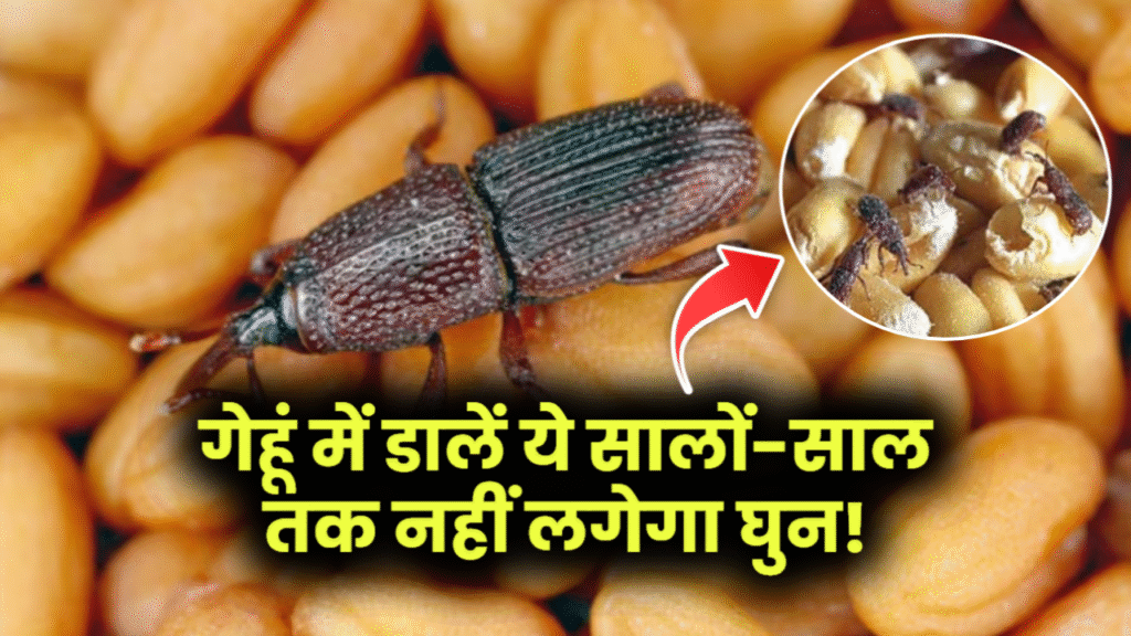 गेहूं में डालें ये सालों-साल तक नहीं लगेगा घुन! कीड़े-मकोड़े पास भी नहीं आते गेहूं में डालें ये सालों-साल तक नहीं लगेगा घुन! कीड़े-मकोड़े पास भी नहीं आते